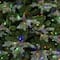 9ft. Pre-Lit Blue Mountain Spruce Realistic Artificial Christmas Tree, Colour Changing Micro LED Lights by Ashland®